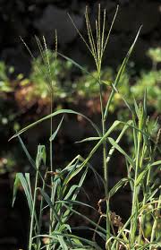 Image result for Digitaria dunensis