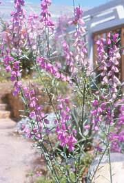 Image result for Polygala arenicola