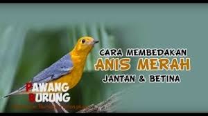 Tips membedakan decu kembang jantan dan betina, decu kembang jantan memiliki warna bulu itam pekat warna perut putih bersih ada alis putih suara pareasi. Playtube Pk Ultimate Video Sharing Website