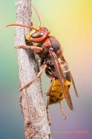 Hornet Vespa Crabro By Marco Fischer Bugs And Insects Insect Art Insects
