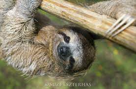 Welcome to the world of sloth! Celebrating International Sloth Day The Sloth Conservation Foundation