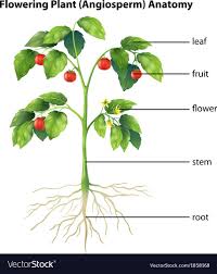 Parts Of A Plant Vector Image On Vectorstock In 2020 Parts Of A Plant Plants Tomato Plants