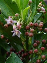 Image result for Clerodendrum umbellatum