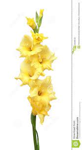 Yellow Gladiolus Flower Download From Over 59 Million High Quality Stock Photos Images Vectors Sign Gladiolas Tattoo Gladiolus Flower August Flower Tattoo