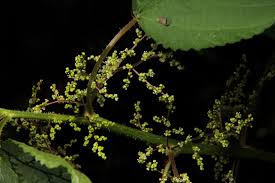 Image result for Laportea alatipes