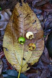 Image result for Bellucia pentamera