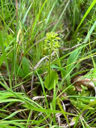 Image result for Malaxis