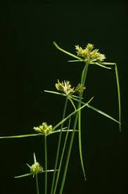 Image result for Pycreus chrysanthus