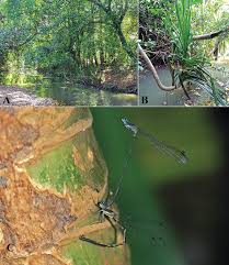 Image result for Pandanus sp. B