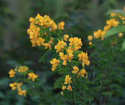 Image result for Senna siamea