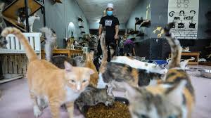 The university of nottingham (malaysia campus) is situated 3 km southeast of pusat jagaan lanjutan semenyih. Video Razeef Nurul Ain Bela Ratusan Kucing Anjing Sakit Dan Cedera Ebit Lew Beri Sumbangan Kitareporters Semua Boleh Jadi Reporter