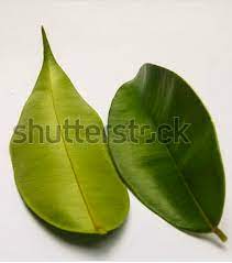 Masindo agarwood tea is one of the best seller traditional drink. Agarwood Leaves Agarwood Oil Fruit Photo