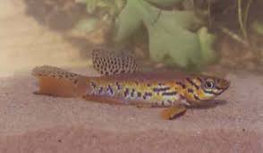 Image result for Crepidomanes fallax