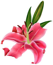 Lily Pink Flower Png Clipart Flower Clipart Flower Illustration Flower Art
