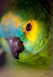Bird Crying Like A Baby Pin On Birds
