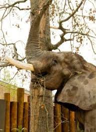 The Birmingham Zoo Inspiring Passion For The Natural World Birmingham Zoo Birmingham Alabama Birmingham