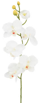 Dank moderner vermehrungsverfahren sind orchideen heutzutage erschwinglich und es gibt sie in hoher qualität in jedem gut sortierten gartencenter und blumenfachgeschäft. Orchideen Zweig Oriane Vbs Hobby Bastelshop