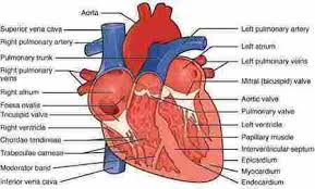 Jantung merupakan organ berotot yang mampu mendorong darah ke berbagai bagian tubuh. Jantung Manusia Bagian Bagian Fungsi Dan Penjelasan Lengkapnya Your Chemistry A