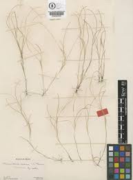 Image result for Microchloa indica