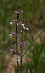 Image result for Syncolostemon canescens