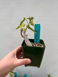 Image result for Corallocarpus welwitschii