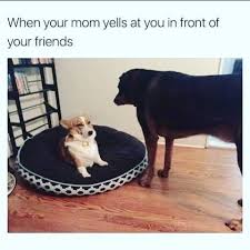 Funny Dog Memes Clean Funny Dog Memes 2018 Dog Meme Face Cute Dog Memes Dog Memes Best Dog Memes Funny Animals Animal Memes Clean Cute Dog Memes