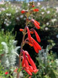 Image result for Penstemon