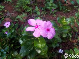 Indahnya kalau depan rumah macam ni kan.duduk kat sini sehari pon takpe. Cara Menanam Dan Merawat Bunga Vinca Paling Mudah Di Rumah