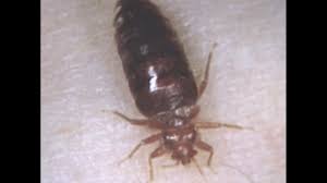 Bed bugs are everywhere, across the planet and all up and down the east coast from new york to florida. Bed Bug Problem Growing In Franklin County 10tv Com