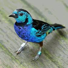 Pin On Birds