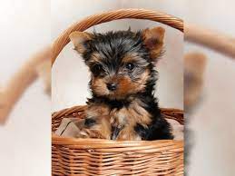 Check spelling or type a new query. Traumhafte Yorkshire Terrier Welpen Black Tan M W Oberhausen Yorkshire Terrier Deine Tierwelt De