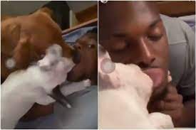 Age:21 years (26 january 2000). Video Benfica S Nuno Tavares Sparks Storm In Bizarre Dog Clips