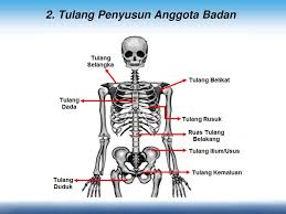 Maybe you would like to learn more about one of these? Bab Iii Sistem Gerak Manusia Ppt Download