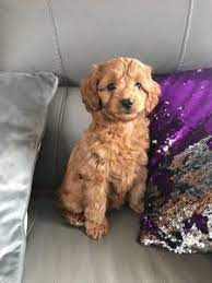 Some families wait specifically to get a cavapoo christmas puppy for their kids.) best cavapoos deposit Cavapoo Sizes Guide Teacup Toy Miniature Or Standard 2021 We Love Doodles