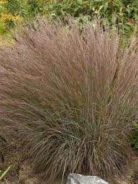 Image result for Schizachyrium jeffreysii