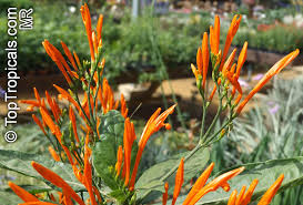 It is planted in a couple of. Justicia Spicigera Jacobinia Spicigera Justicia Sidicaro Mexican Honeysuckle Orange Plume Flower Toptropicals Com
