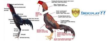 Ciri Ciri Ayam Bangkok Istimewa Yang Dirahasiakan Ayam Jantan Ayam