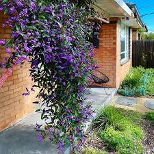 Image result for Hardenbergia