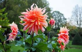 We recommend looking leaves over and picking them off if you find them. From The Sweet Lady To The Creme De Cognac Three Expert Opinions On The Top Dahlias To Buy And Plant Now Country Life
