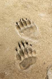17354554 Bear Prints Left In Some Moist Mud Stock Photo Tracks Animal Jpg 866 1300 Bear Paw Print Bear Paw Tattoos Bear Paws
