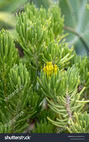 Image result for Senecio barbertonicus