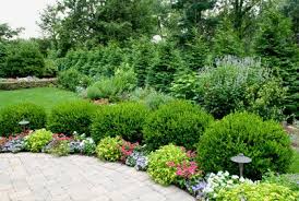 The best evergreen for your home is consistent with the street theme, is easy to maintain and is low growing. Landscaping Tremendous Landscaping Bushes For Front Of House Best Evergreen Shrubs How To Choose Shrubs For Landscaping Landscaping Shrubs Evergreen Landscape