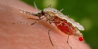 How do you prevent dengue when you know you have just been bitten by aedes aegypti, the mosquito which spreads dengue fever? How To Prevent Against Dengue Fever Mortein In