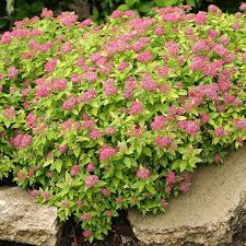 Image result for spirea japonica gold princess