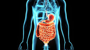 Gangguan pencernaan adalah masalah yang terjadi pada salah satu organ sistem pencernaan sistem pencernaan berfungsi menerima dan mencerna makanan menjadi nutrisi yang dapat diserap. 5 Cara Perbaiki Kesehatan Pencernaan Anda Info Sehat Klikdokter Com