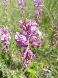 Image result for Polygala gazensis