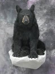 Black Bear Half Mount Bear Mounts Bear Mounts Taxidermy Mounts Bear Hunting