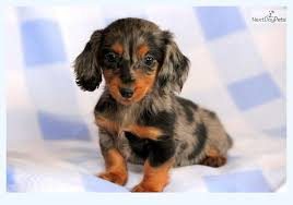 Stay updated about miniature dachshund puppies for sale uk. We Wanted To Draw Attention To Miniature Dachshund Puppies So Did You Dog Breed