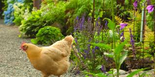 Und mit ihrer unaufgeregten art dafür sorgen, dass der mensch auch wir klären hier die wichtigsten fragen rund um die private hühnerhaltung. Garten Die Huhner Sind Teil Der Familie