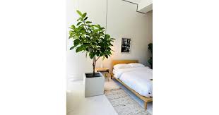 Image result for Ficus demeusei